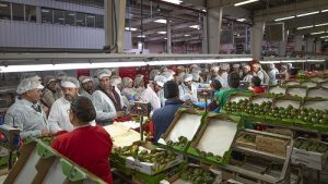 Visita a instalaciones casi verdita tomate adora
