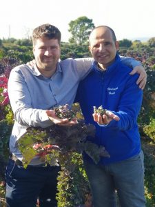 kalettes en campo verdcamp tozer