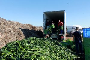 RETIRADA PEPINO ALMERIA