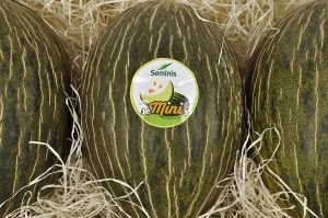 seminis melon piel sapo