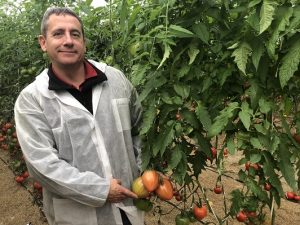 SEMINIS LUIS GARCIA MARKETING DEVELOPMENT TOMATE