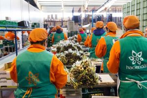 espárrago haciendasBio trabajadoras manipulado