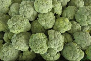 BROCOLI pellas foto junta extremadura