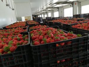 almacén fresas