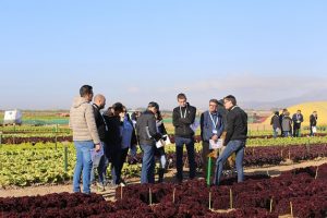bejo jornadas lechuga