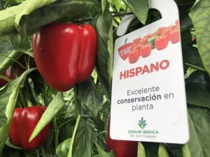 pimiento california rojo hispano ZERAIM