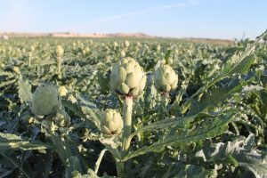 ALCACHOFAS en campo
