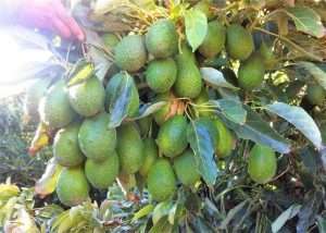 agq labs aguacate