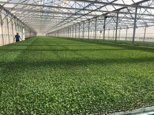 cristalplant_nuevas instalaciones semillero invernadero