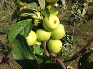 Neiker tecnalia Manzano variedad Urtebe txiki