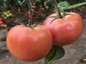 TOMATE ROSA CLAUSE