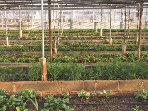 INTERIOR invernadero cultivo