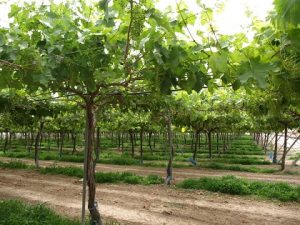 murcia Proyecto uva mesa ecológica seedless apirenas