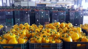 Mikonos pimiento fitó
