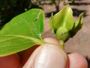 Flor de caqui dañada por pedrisco