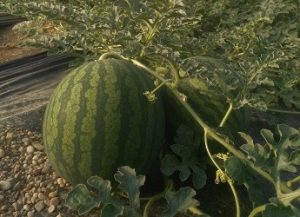 sandia en campo asaja