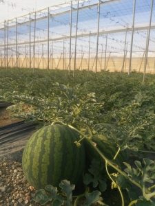 sandia en campo asaja