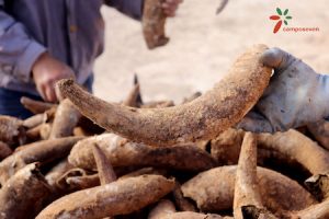 Desenterramiento cuernos Camposeven biodinámica