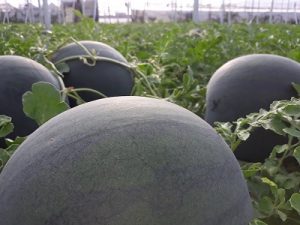 SANDIA FOTO FASHION