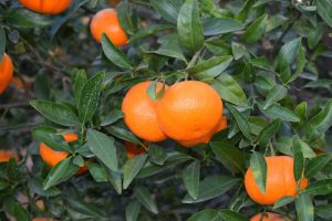 variedad mandarina spring sunshine en árbol