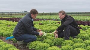 BEJO Lettuce field with people