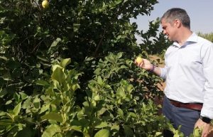 Del Amor durante su visita a la finca donde se está estudiando la viabilidad de un nuevo limón Verna