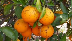 Mancha negra citricos naranja