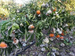citricos dañados La unió