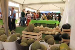 melones Fitó