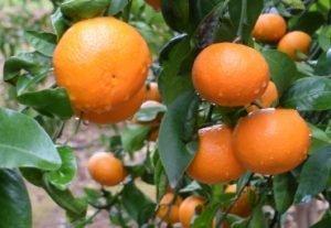 mandarina Orri