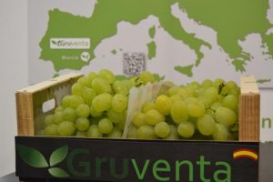 Uva GRUVENTA