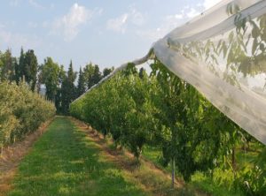 agrotextiles