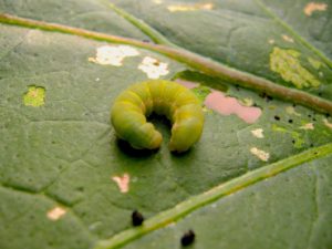 tuta absoluta