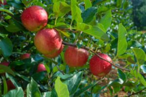 manzana VOG