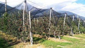 Arrigoni Fructus manzana agrotextil