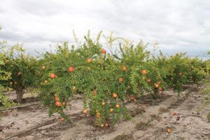 GRANADO dop granadas elche