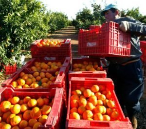 ayudas cítricos