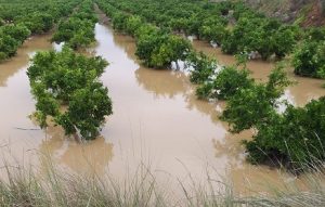 citricos_vallada gota fria valencia