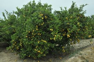 arbol limon verna
