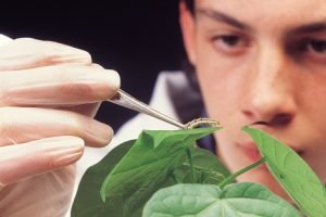 syngenta scientist-looking-closely-at-a-plant