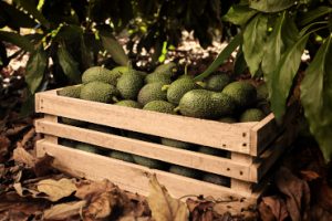 FRUTAS-MONTOSA