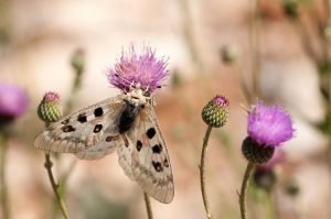 insectos margenes florales