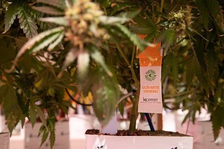 Cannabis_Koppert Biological Systems