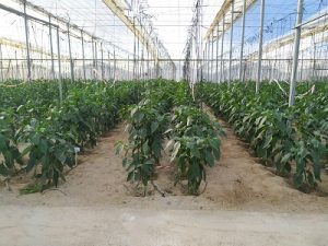 Invernadero Pimiento