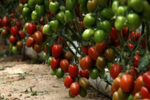 tomate cherry