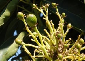 ecoculture cuajado aguacate