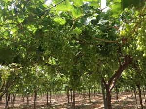 Cultivo de uva de mesa tratado por Vellsam