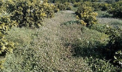 Finca-limon-pomelo-anecoop