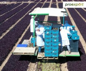 proexport