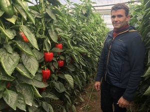 ramiro arnedo_variedad pimiento menes f1